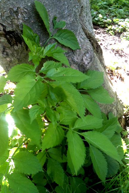 06_Alm.Hyld2WEB