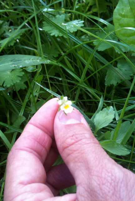 08_AgerStedmoderblomstWEB