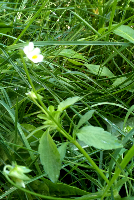 08_AgerStedmoderblomst_2WEB