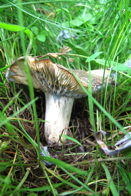 31_SvampUkendt