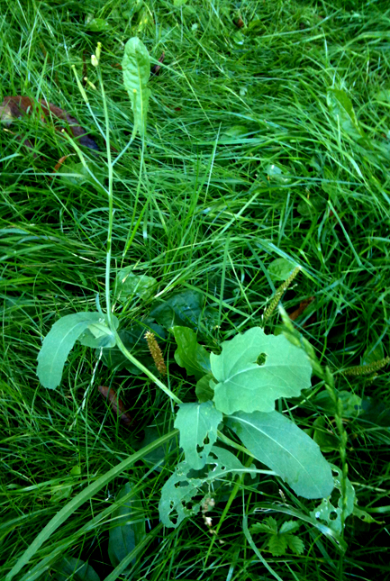 40_AgerSennepWEB