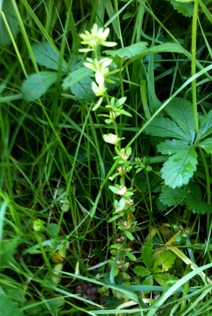 44_GlatÆrenpris(blomsterstand)WEB