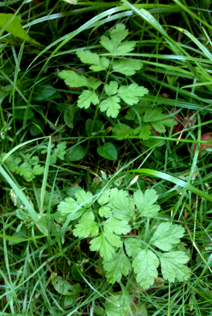 45_HulsvøbWEB