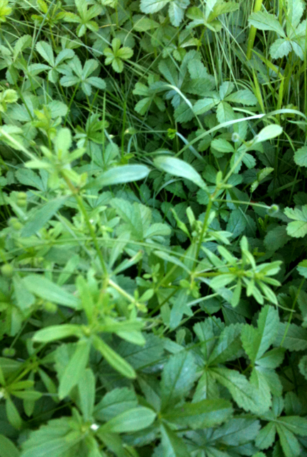 48_BurreSnereWEB