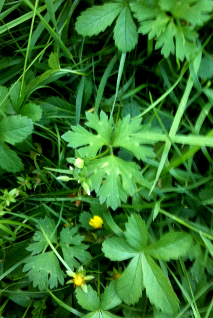 49_LavRanunkelWEB