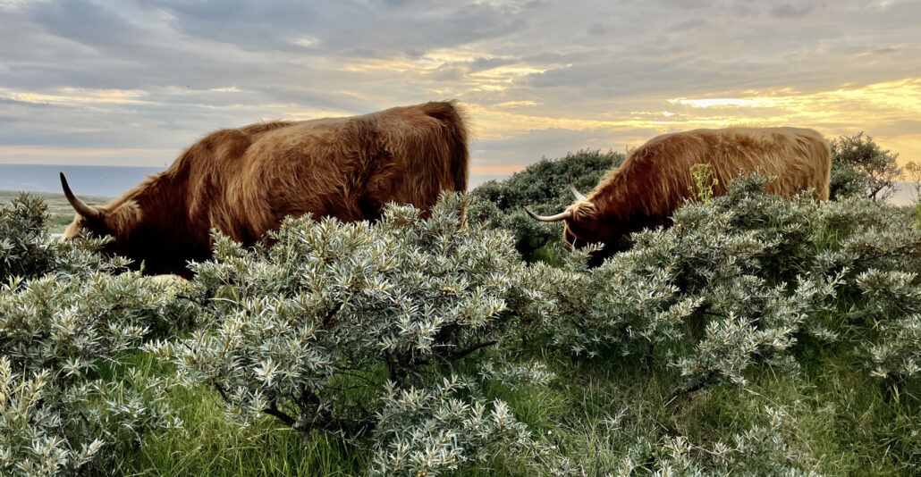 Stor natur med store dyr